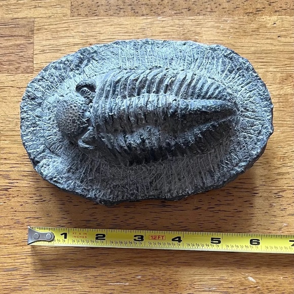 Trilobite fossil - Picture 3 of 14